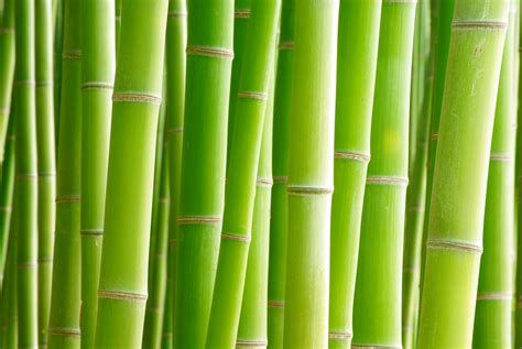 Bamboo Wallpaper 4k