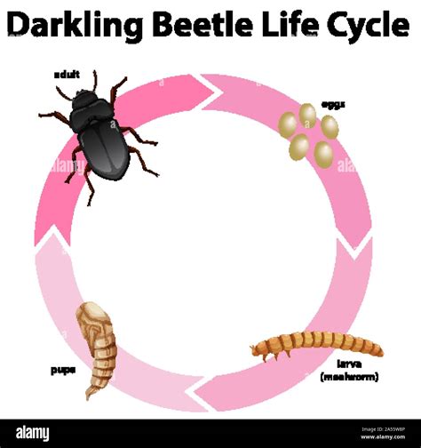 Diagram showing life cycle of darkling beetle illustration Stock Vector Image & Art - Alamy