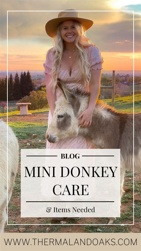 Mini Donkey Care & Items Needed | Thermaland Oaks