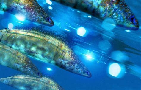 Haikouichthys | Walking with dinosaurs, Prehistoric animals, Prehistoric