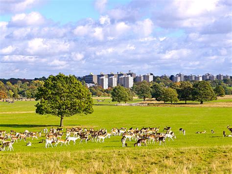 Royalty Free Richmond Park London Pictures, Images and Stock Photos - iStock