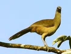 PLAIN CHACHALACA | The Texas Breeding Bird Atlas