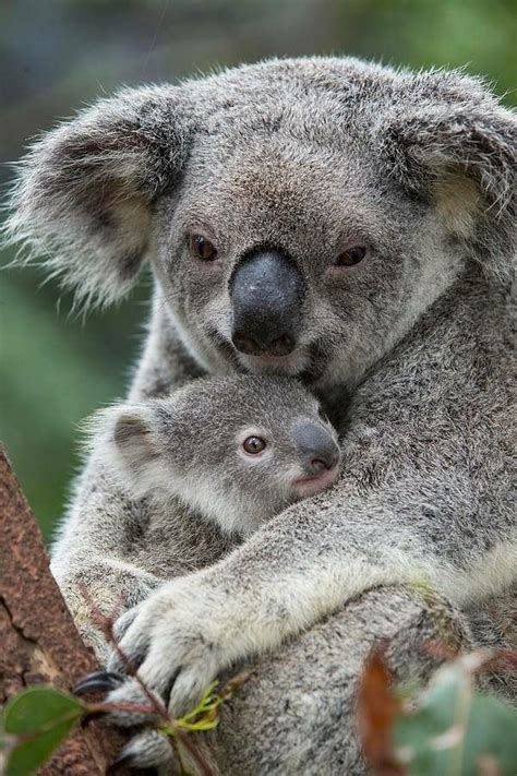 Koala mama and baby | Cuteness | Animals, Cute animals, Baby koala