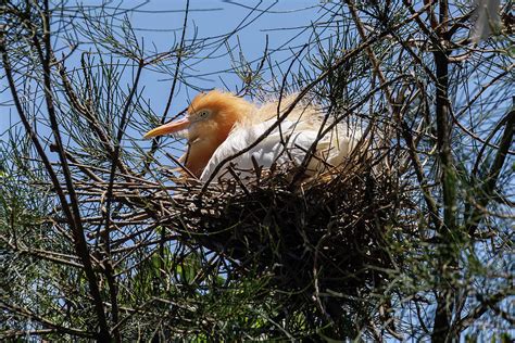 Nesting Cattle Egret Photograph by John Haldane - Pixels