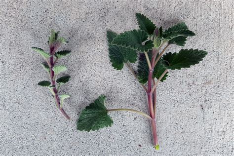 Ask a Master Gardener: The difference between catnip and catmint - Duluth News Tribune | News ...