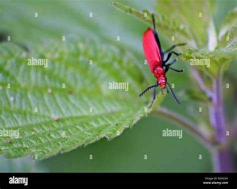 the dream of flying Stock Photo - Alamy