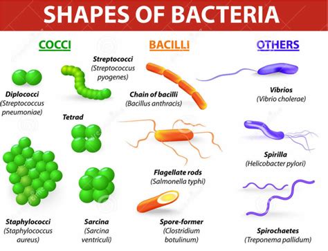 Bacteria