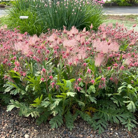 Geum triflorum - Midwest Groundcovers, LLC