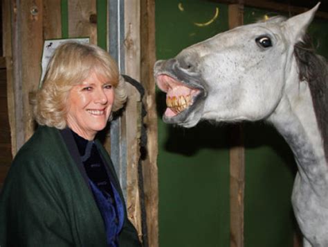 12 Hilarious Horse Photobombs Because They Won't Be Left Out