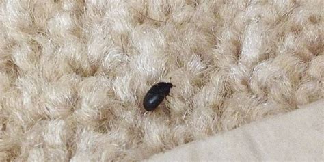 8 Photos What Does A Carpet Beetle Infestation Look Like And View - Alqu Blog