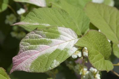 What Is A Tricolor Kiwi Plant - Learn About Tricolor Kiwi Care