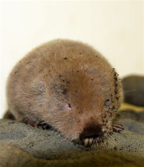 silvery mole-rat, silvery blesmol, or silky mole-rat (Heliophobius ...