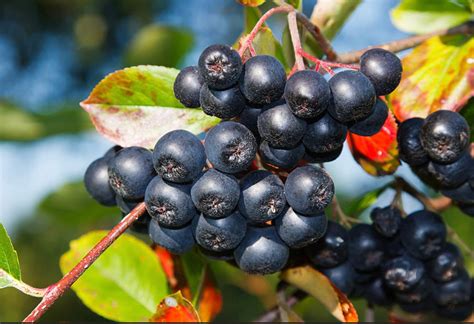 Aronia Berry Plants – Healthy Harvesters