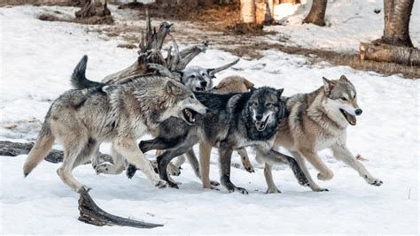 How Did Wolves Evolve Into Modern Dogs? - Last Call Trivia