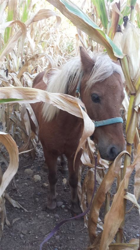 Training A Miniature Horse To Drive – P2 – Dutch Hollow Acres