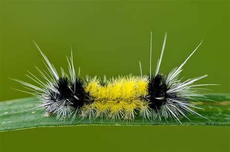 Yellow Woolly Bear Moth