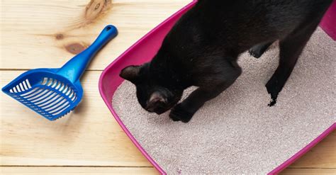 Best Cat Litters | Everything to Know About Litter Box Care