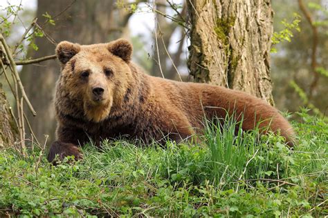 2560x1440 resolution | brown Bear laying on green grass in the forest during daytime HD ...