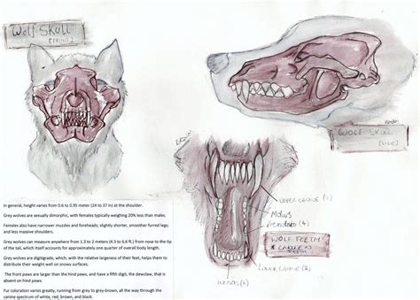 Wolf Skull Anatomy