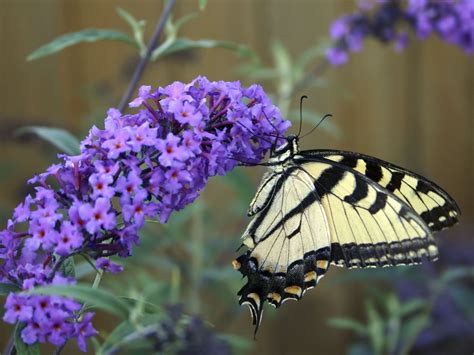 10 Best Plants to Propagate from Cuttings | Butterfly bush, Butterfly bush care, Butterfly ...