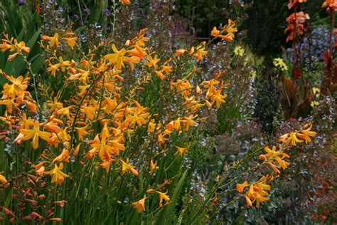 Crocosmias: Plant Care and Collection of Varieties - Garden.org