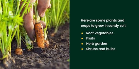 Types of Soil and What To Grow in Each | CropCare