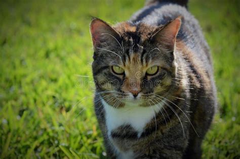 Calico Cat with green eyes stock image. Image of table - 51900249