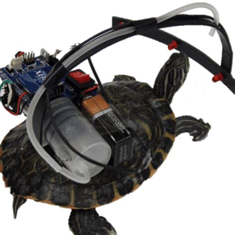 Head-Up Display Augments Bionic Turtle’s Reality | Hackaday