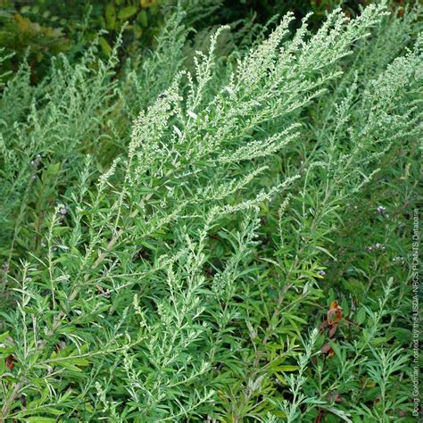 Mugwort: Usefulness and Safety | NCCIH