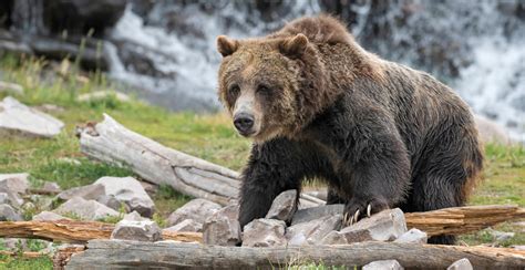 Essence of Yellowstone and Grand Teton - Off the Beaten Path