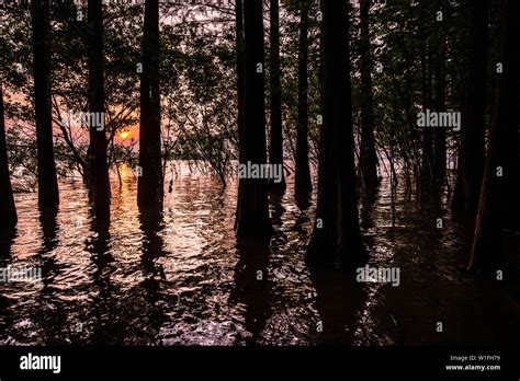 mist landscape wood fog nature Stock Photo - Alamy