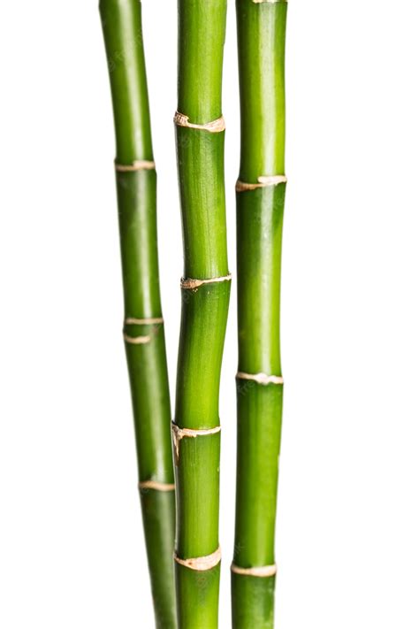 Premium Photo | Many bamboo stalks on background