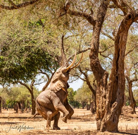 Severe drought affecting elephants and other wildlife in Mana Pools - Africa Geographic