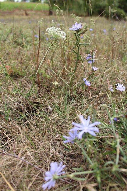 Premium Photo | A field of grass and flowers