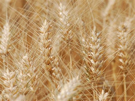 Wheat: Rabi harvesting season | Wheat Tour | agribazaar