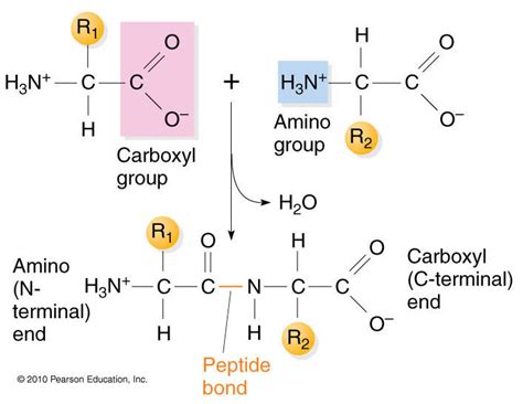 College. Science. Life: Essential Cell Biology 3rd: Ch 4 Protein Structure and Function