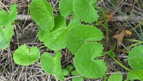 Gotu Kola Herb - Benefits, Uses and Side Effects