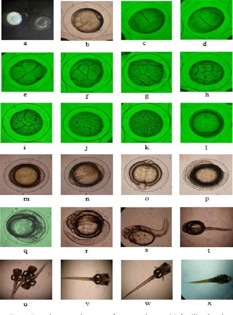 Figure 1 from Study on the breeding performance and developmental stages of climbing perch ...