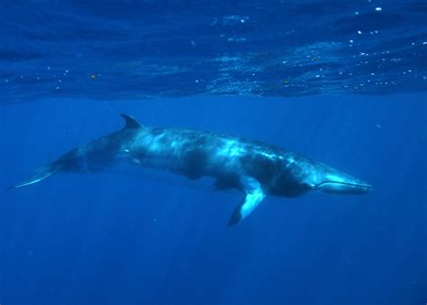 Minke Whales: Everything you should know about them...