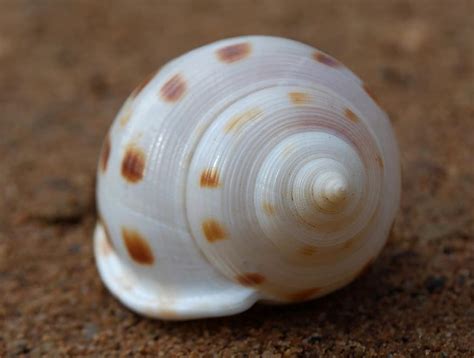 fibonacci, spiral, seashell, spiritual, science, ratio, fractal, design, pattern, golden, number ...