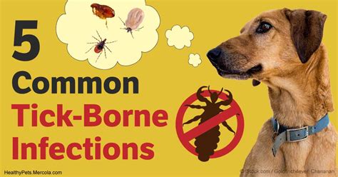 5 Commonly Diagnosed Tick-Borne Infections in Dogs