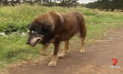 Maggie May Be The Oldest Dog To Ever Live, Dying At Age 30 – iHeartDogs.com