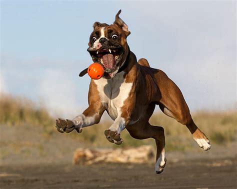 Funny Boxer Dog High Resolution - Boxer, Cute Dog Face HD wallpaper ...