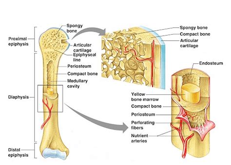 Difference between Compact and Spongy Bone