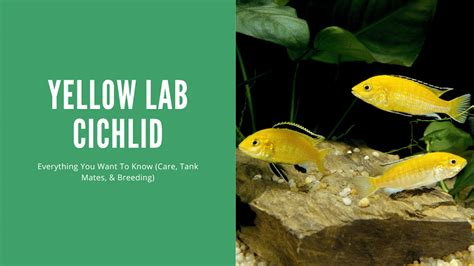 The Complete Care Guide for Yellow Lab Cichlids - Feeding, Diet, Breeding, and Tank Mates ...