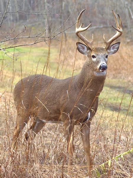 Whitetail Deer Facts | Tractor Supply Co.