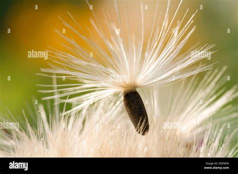 Carduus marianus (Silybum marianum), flying seeds (Carduus marianus Stock Photo - Alamy