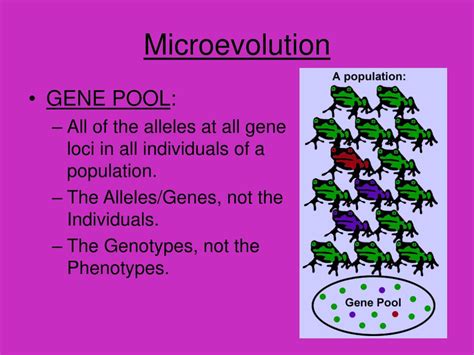 PPT - MICROEVOLUTION PowerPoint Presentation, free download - ID:6031981