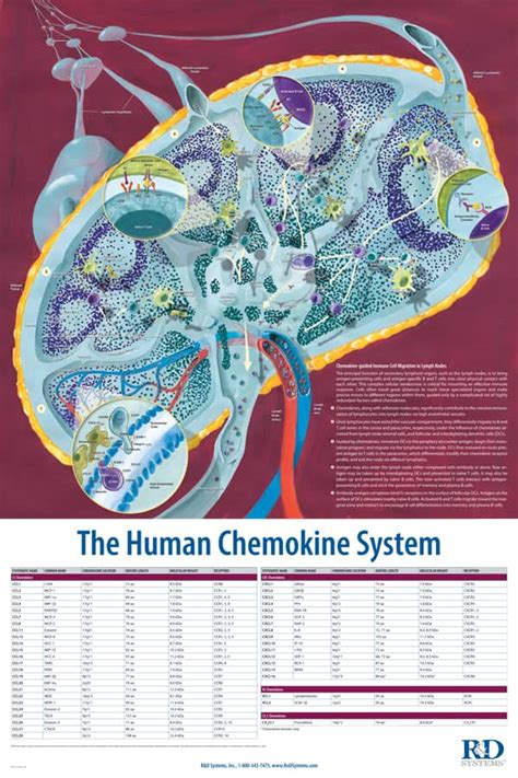 The Human Chemokine System: R&D Systems