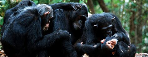 Critically Endangered Species: Chimpanzee